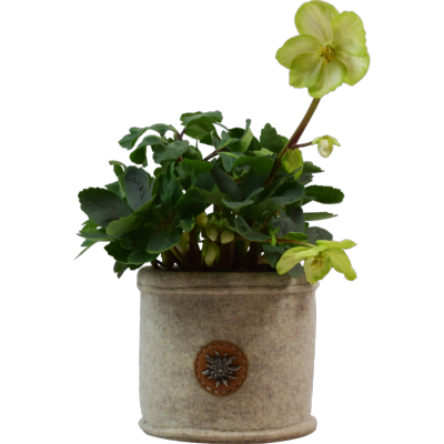 Cache Pot de Fleurs en Feutre de Laine et Cuir ø12cm